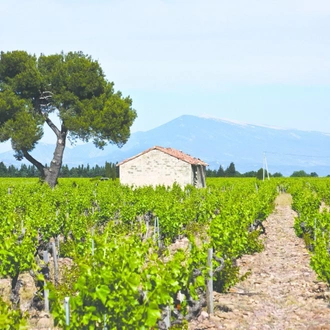 tourhub | Exodus Adventure Travels | Cotes Du Ventoux Cycling 