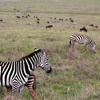 tourhub | Akondo Adventures | Extremely Impressive Tanzania Safari 