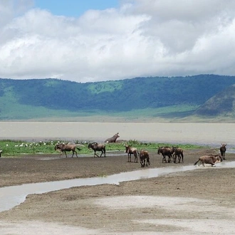 tourhub | Gracepatt Ecotours Kenya | 3 Days Ngorongoro Crater Wildlife Camping Safari  