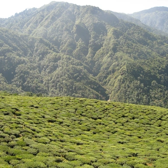 tourhub | Agora Voyages | Tea Estates and Sacred Monasteries 