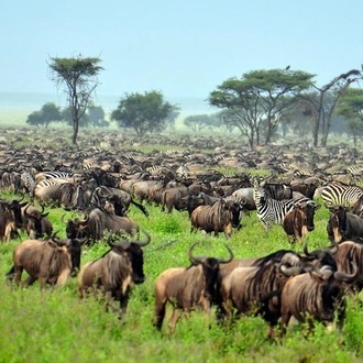 tourhub | Gracepatt Ecotours Kenya | Private 6 Days Masai Mara Wildebeest Migration Safari Holiday 