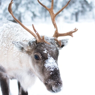 tourhub | Intrepid Travel | Finnish Lapland in Winter 