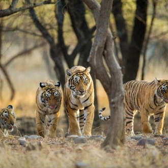 tourhub | Travel Department | India’s Golden Triangle: Taj Mahal & Ranthambore Safari incl. Dubai extension 