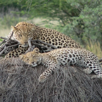 tourhub | Eddy tours and safaris | The Best 9 Days Serengeti Safari. 