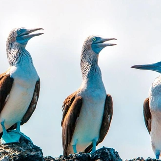 tourhub | G Adventures | Galápagos – West and Central Islands aboard the Reina Silvia Voyager (Cruise Only) 