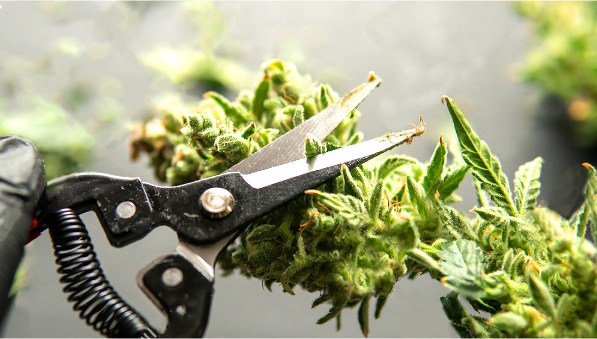 Benefits of Machine Trimming over Hand Trimming Cannabis