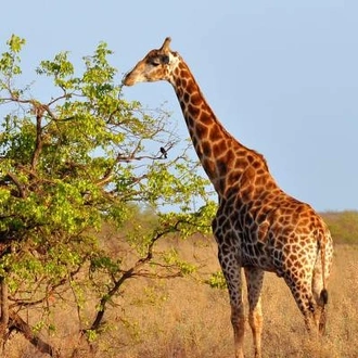 tourhub | On The Go Tours | Kenya Wildlife Week - 7 days 