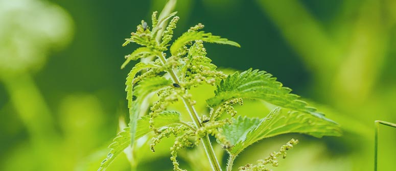 How to Use Stinging Nettles for Cannabis Plants
