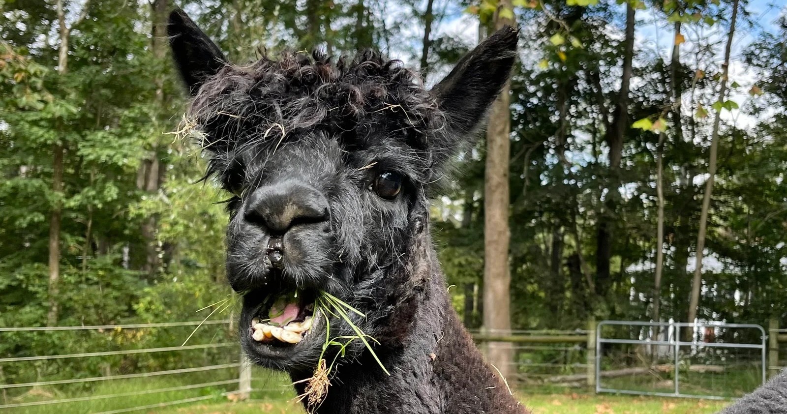 Alpaca Llama Experience with Guided Walk