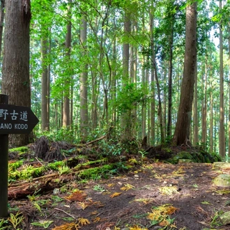 tourhub | The Natural Adventure | Walking the Kumano Kodo: Nakahechi Trail (Guided) 