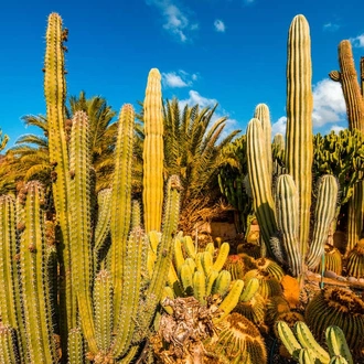 tourhub | Explore! | Canary Islands Walking - Gran Canaria 