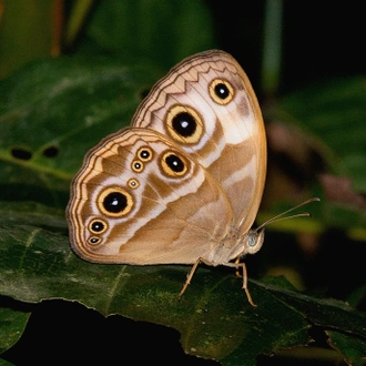 tourhub | Ashanti African Tours | Ghana Butterfly Tour 