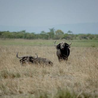 tourhub | Kawira Safaris Ltd | 11 Days Uganda Chimps, Wildlife Safari and Gorilla Trekking Adventure 