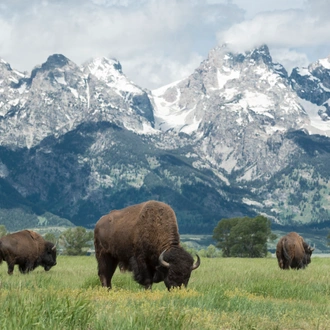 tourhub | Exodus Adventure Travels | Yellowstone Walks & Wolves 