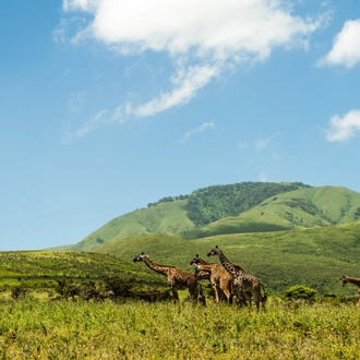 tourhub | Beach and Safari Holidays | Classic Drive Safari Tarangire & Ngorongoro Crater 