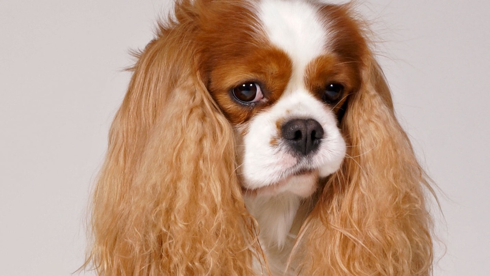 Hund av rasen cavalier king charles spaniel. Foto: Måns Engelbrektsson/SKK