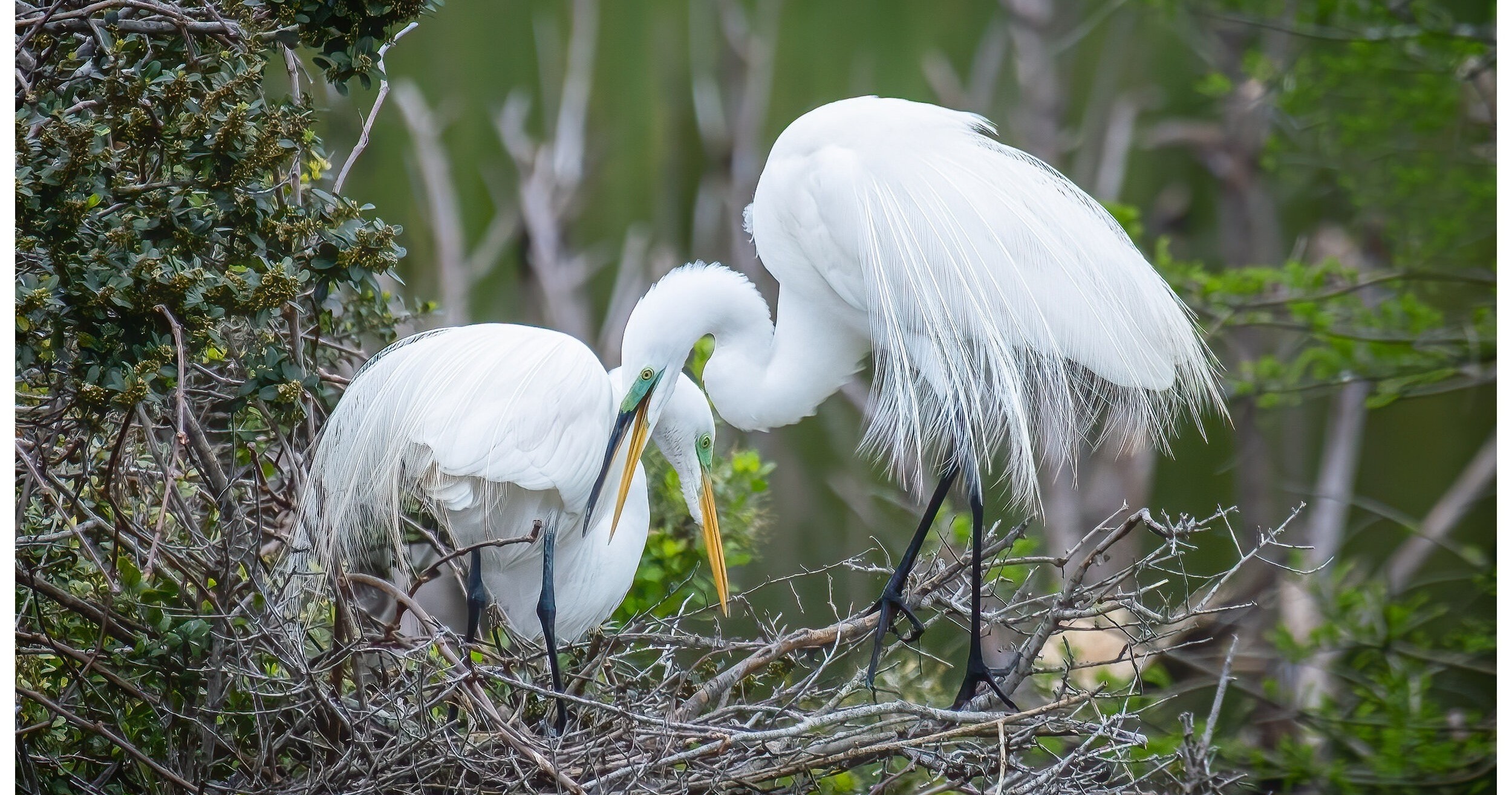 Private Custom Bird Tour