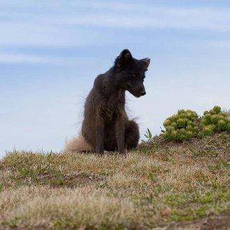 tourhub | Borea Adventures | Midnight Sun & Arctic Foxes 