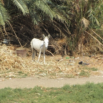 tourhub | EgBride | Al Gouna to Aswan: High Dam and Philae Temple - overnight 