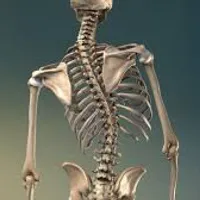 Therapeutic Yoga for Scoliosis and Back Care
