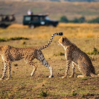 tourhub | Saga Holidays | The Best of Kenya and Tanzania - Great Migration and Big Game Safari 