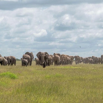 tourhub | Royal Private Safaris | 6 DAYS KENYA SAFARI - MASAI MARA – LAKE NAKURU 