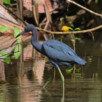 tourhub | Exodus Adventure Travels | Pura Vida Costa Rica - Premium Adventure 