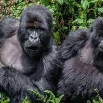 tourhub | Trek Rwenzori Tours | 3 Days Gorilla Trekking in Uganda 