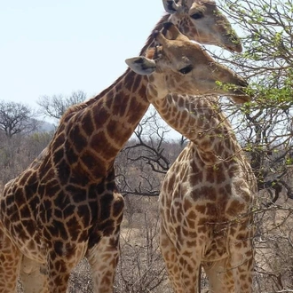 tourhub | Wildlife Dreams | Wildlife Dreams at Antares Bush Camp 