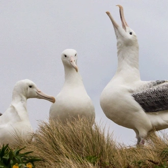 tourhub | Heritage Expeditions | Birding Down Under 