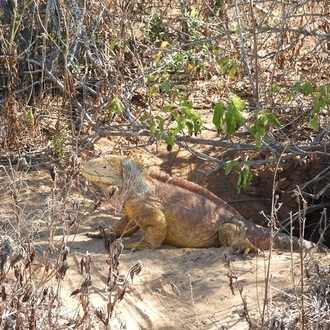 tourhub | Rebecca Adventure Travel |  4-Day Galapagos Island Hopping Tour: Isabela, Boat Tours and Airport Transfer 