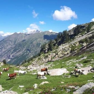 tourhub | UTracks | Monte Rosa Alpine Hike - 6 days 