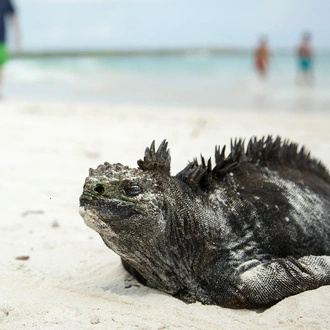 tourhub | G Adventures | Galápagos – West and Central Islands aboard the Reina Silvia Voyager (Cruise Only) 