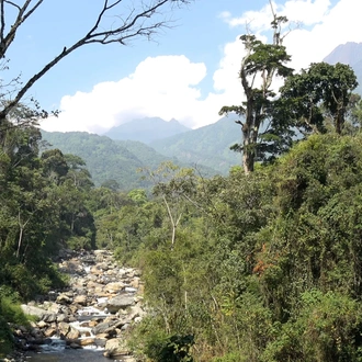 tourhub | YellowWood Adventures | Gorillas & Hiking Uganda's Rwenzori Mountains 