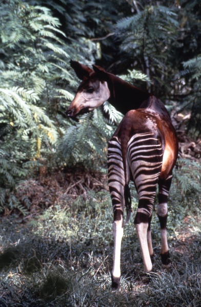 Okapi Epulu 85jpg