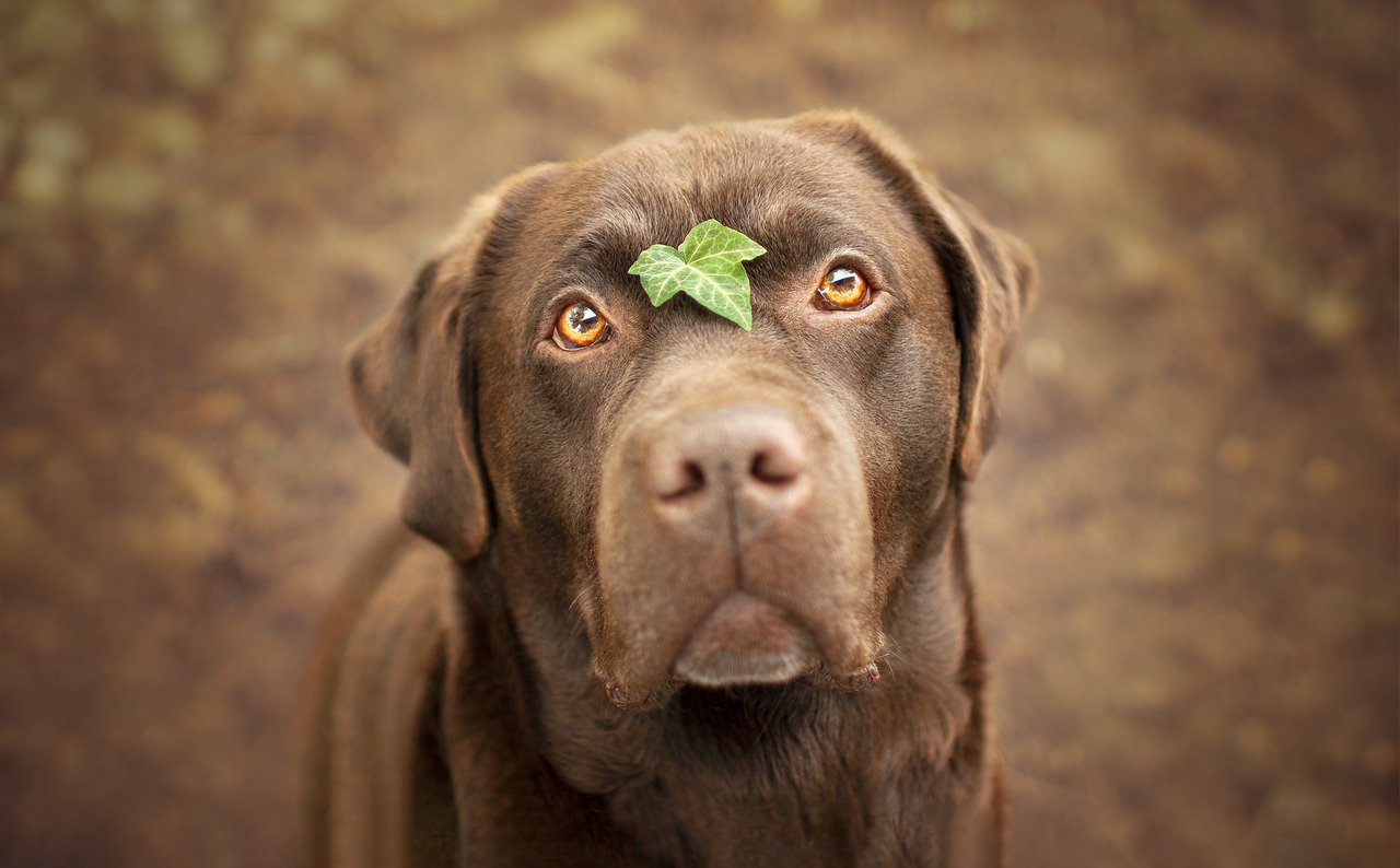 Lab mastiff hot sale