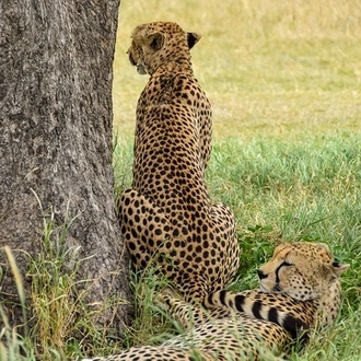tourhub | Eddy tours and safaris | 2 Days Serengeti Safari. 