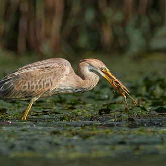 tourhub | Bunica Maria | Birding Danube Delta 