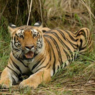 tourhub | Taj Voyages Tours | 1N/2D Ranthambore Wildlife Safari 