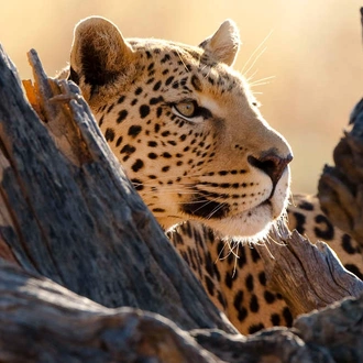 tourhub | Explore! | Botswana Wildlife Safari 