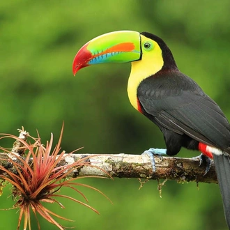 tourhub | Explore! | Costa Rica Wildlife Tour 