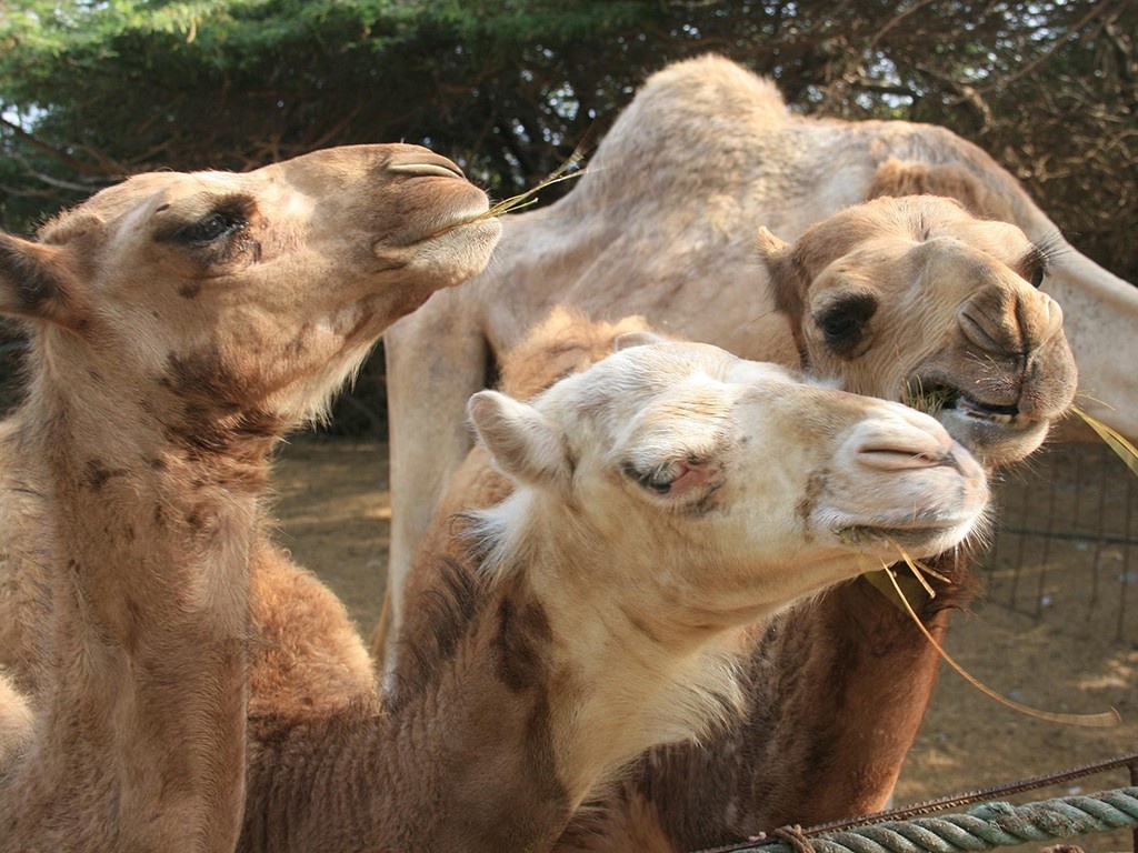 Paseo a camello en las Dunas de Maspalomas