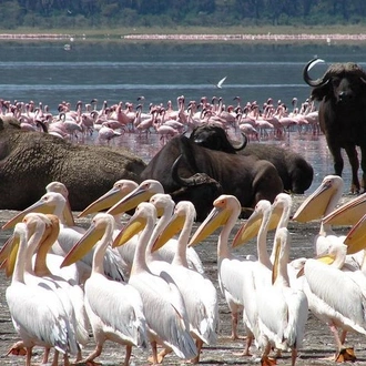 tourhub | Gracepatt Ecotours Kenya | 2 Day Tour Lake Nakuru, Hell' s Gate & Lake Naivasha From Nairobi 