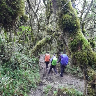 tourhub | Alpine Chat Adventure | 7-DAY MACHAME ROUTE MT KILIMANJARO TREK 