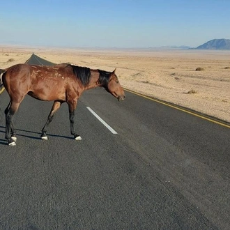 tourhub | Chameleon Safaris Namibia | 9 Day Canyons, Dunes & Wildlife Camping & Accommodated Safari 