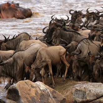 tourhub | Alaitol Safari | Great Migration Grumeti River 