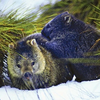 tourhub | AAT Kings | Tassie's Parks & Nature 