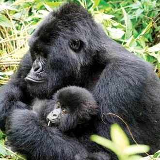 tourhub | World Expeditions | Primates and Wildlife of Uganda 