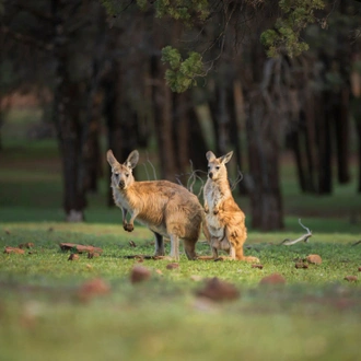 tourhub | Intrepid Travel | South Australia Outback Adventure 