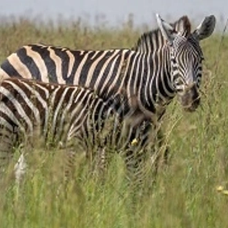 tourhub | Razan Safaris | The 4-day Serengeti Greatest Migration Safari (Ndutu Calving Season) 